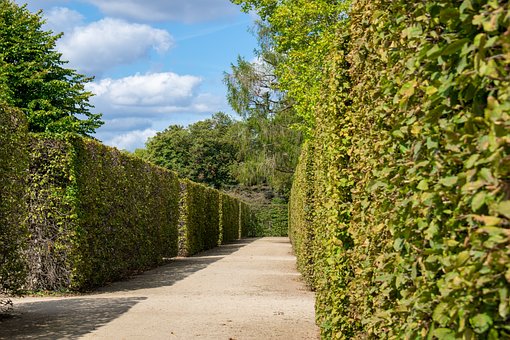 文件:Maze image 2.jpg